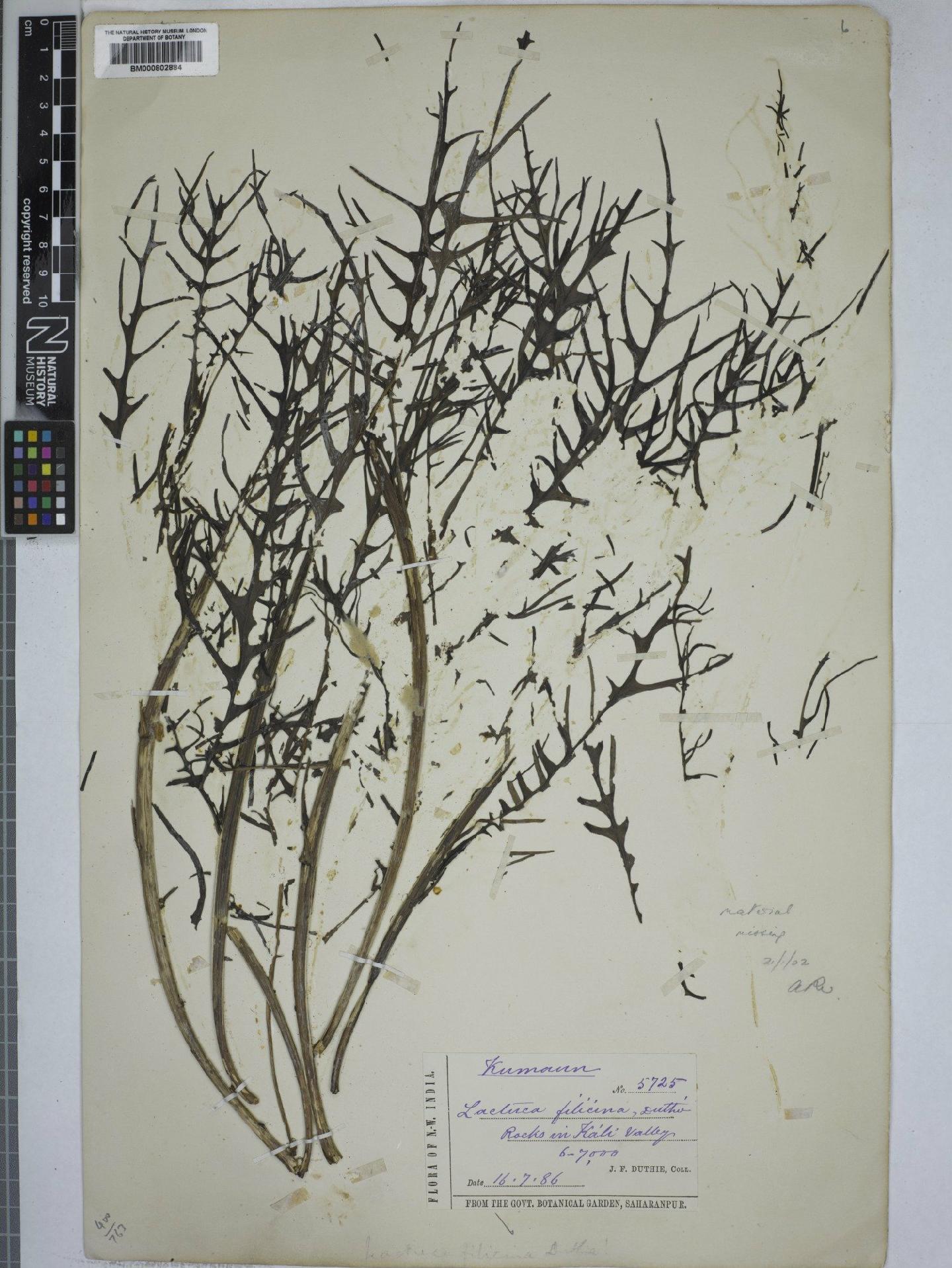 To NHMUK collection (Lactuca filicina Duthie ex Stebbins; NHMUK:ecatalogue:4973908)