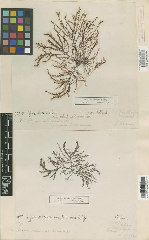Hypnea arborescens P.Crouan - BM000005193