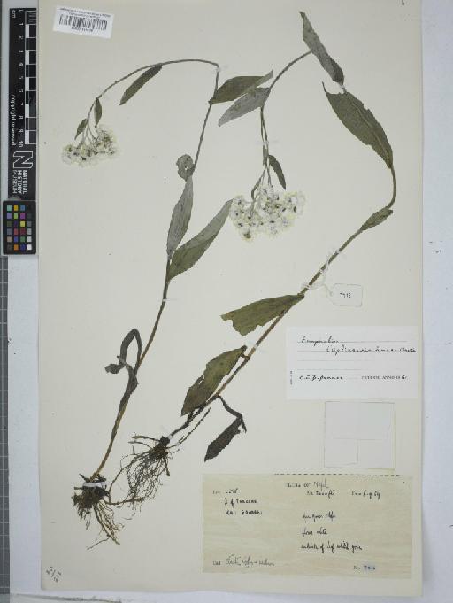 Anaphalis triplinervis (Sims) C.B.Clarke - 001116139