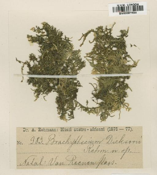 Brachythecium implicatum (Müll.Hal.) A.Jaeger - BM000871644