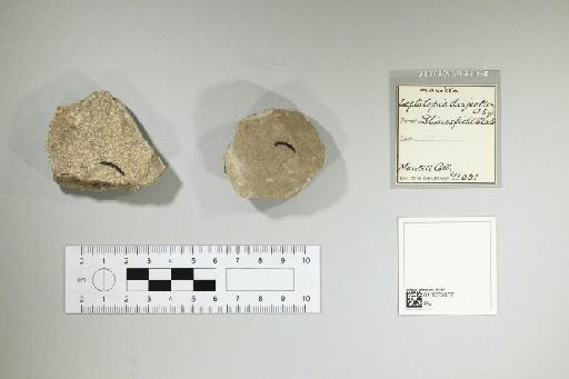 Leptolepis disjectus Woodward, 1895 - 010035077_L010097748