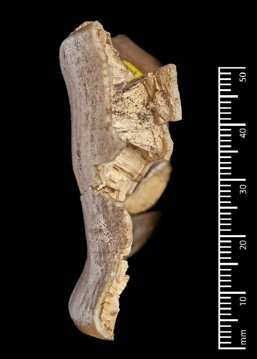 Toxodon Owen, 1837 - NHMUK PV M 100016_12