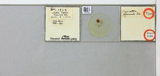 Brunettia biformis Edwards, 1928 - 015412654_299638_1328565_157720_Type
