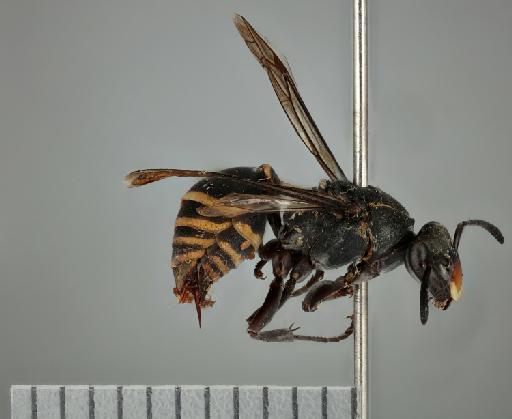 Clypearia humeralis Richards, 1978 - Clypearia_humeralis_holotype_010574628_lateral