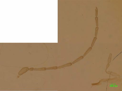 Omophron (Phrator) variegatum Olivier, 1811 - 010133955__