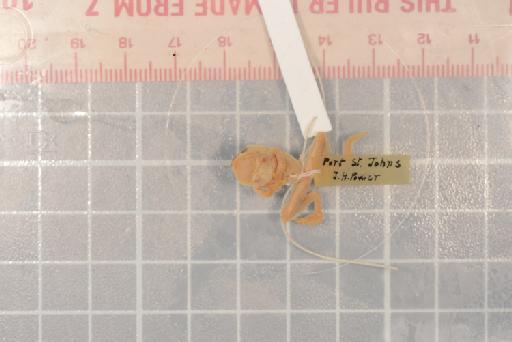 Hyperolius pusillus (Cope, 1862) - 1947.2.11.29_Image003
