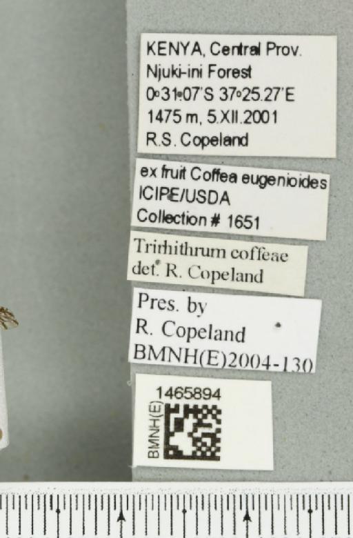 Trirhithrum coffeae Bezzi, 1918 - BMNHE_1465894_label_27171