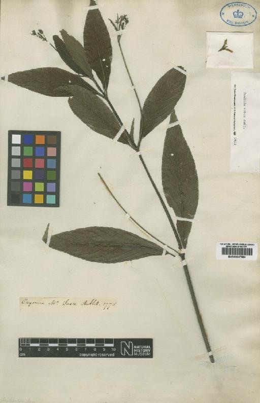 Ruellia rubra Aubl. - BM000847084