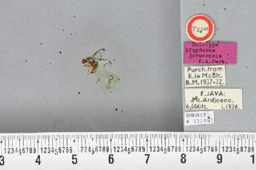 Bactrocera (Javadacus) javanensis (Perkins, 1938) - BMNHE_532993_35239