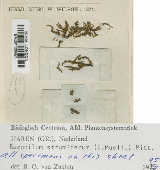 Racopilum strumiferum (Müll.Hal.) Mitt. - BM001109925
