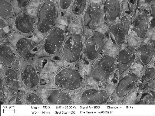 Tegella cassidata (O'Donoghue & O'Donoghue, 1923) - Tegella_cassidata_msj05552