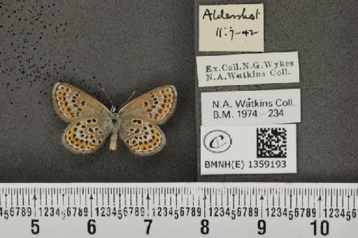 Plebejus argus argus - BMNHE_1359193_154055