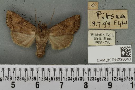 Apterogenum ypsilon (Denis & Schiffermüller, 1775) - NHMUK_011239643_640342