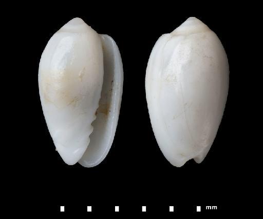 Marginella epigrus Reeve, 1865 - 1853.4.11.141-148B