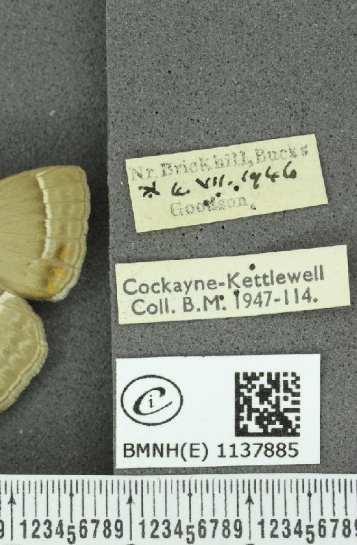 Neozephyrus quercus (Linnaeus, 1758) - BMNHE_1137885_label_94909