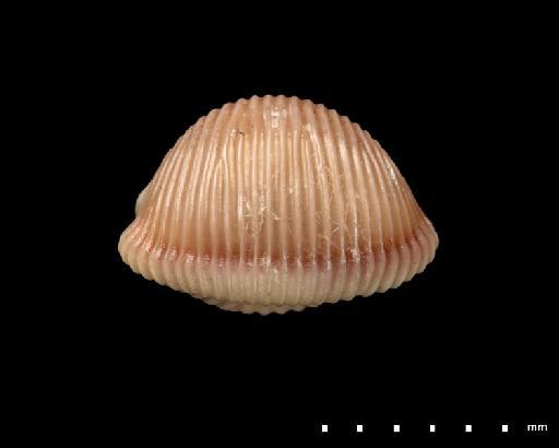 Cypraea multilirata Sowerby II, 1870 - 1879.2.26.231_E (4)