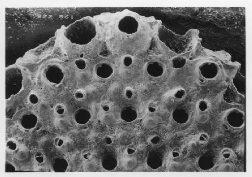 Flabellopora umbonata (Haswell, 1881) - Flabellopora_umbonata_SZ2_561