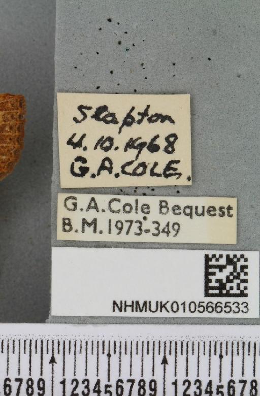Agrochola lychnidis (Denis & Schiffermüller, 1775) - NHMUK_010566533_label_624150