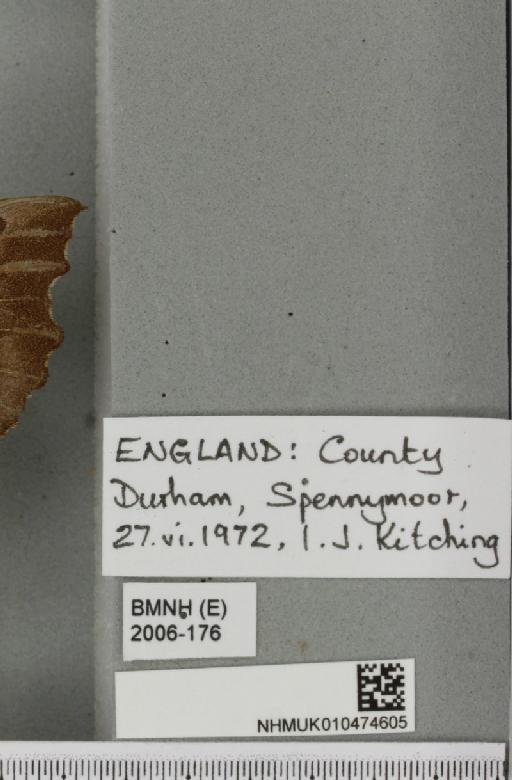 Laothoe populi populi (Linnaeus, 1758) - NHMUK_010474605_label_526428