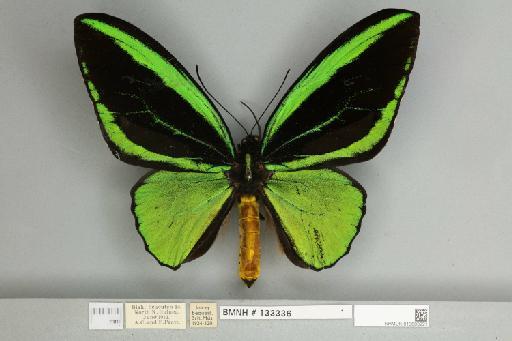 Ornithoptera priamus teucrus Joicey & Talbot, 1916 - 013603221__