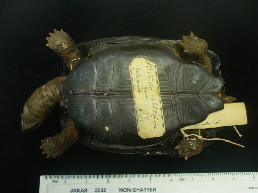 Chelonoidis nigra ephippium - Darwin's tortoise 002.jpg