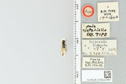 Pseudapis victoriella (Cockerell, 1935) - 014025887_839193_1668481-