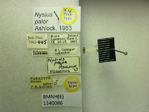 Nysius palor Ashlock, 1963 - Nysius palor-BMNH(E)1340086-Paratype male dorsal & labels