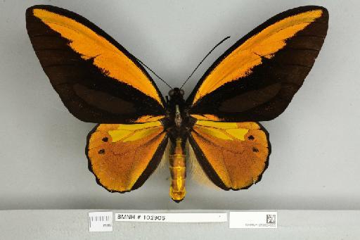 Ornithoptera croesus lydius Felder, 1865 - 013604955__