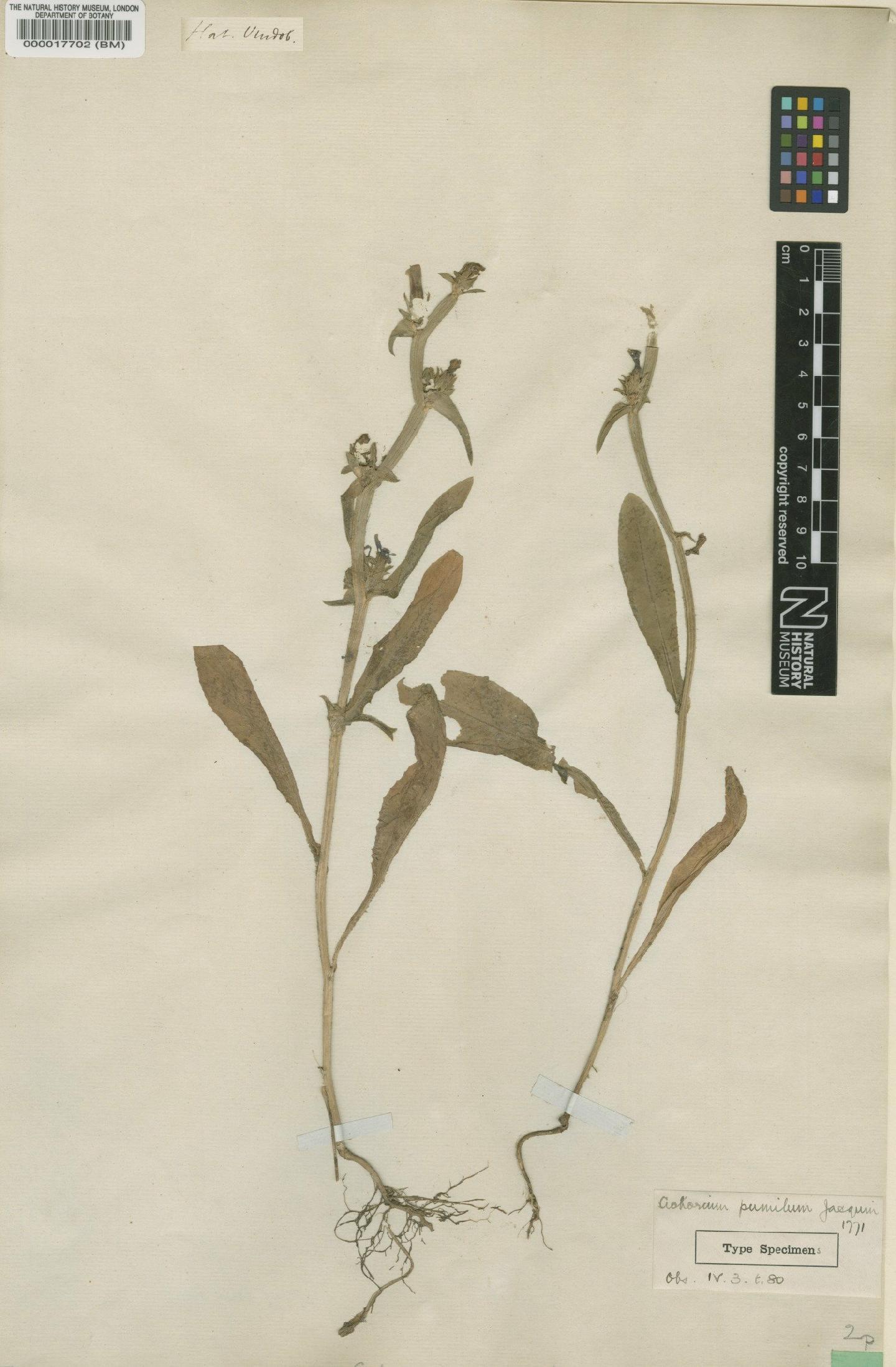 To NHMUK collection (Cichorium pumilum Jacq.; Type; NHMUK:ecatalogue:2932162)