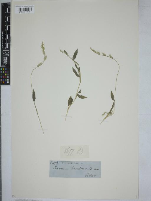 Oplismenus burmanni (Retz.) P.Beauv. - 012547780