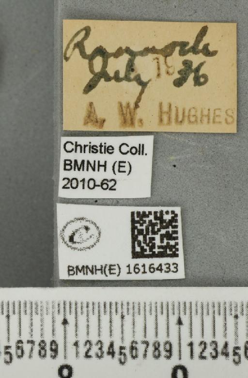 Entephria flavicinctata ruficinctata (Guenée, 1858) - BMNHE_1616433_label_318883