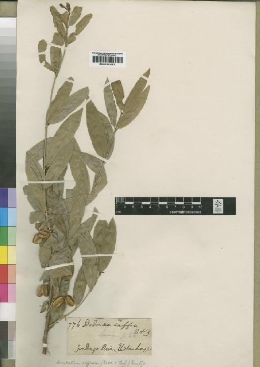 Combretum salicifolium - BM000902282