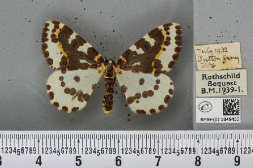 Abraxas grossulariata ab. nigrocincta Onslow, 1918 - BMNHE_1849435_414298