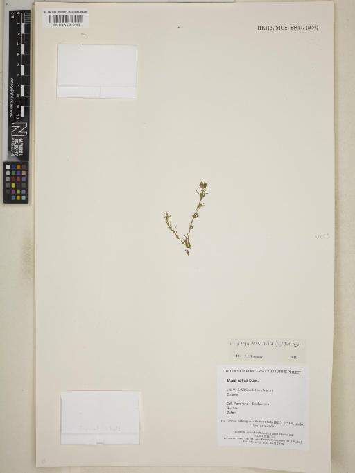 Spergularia rubra (L.) J.Presl & C.Presl - BM013391994