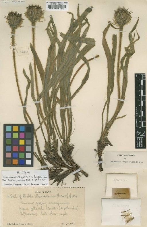 Saussurea chrysotricha Ludlow - BM000521986