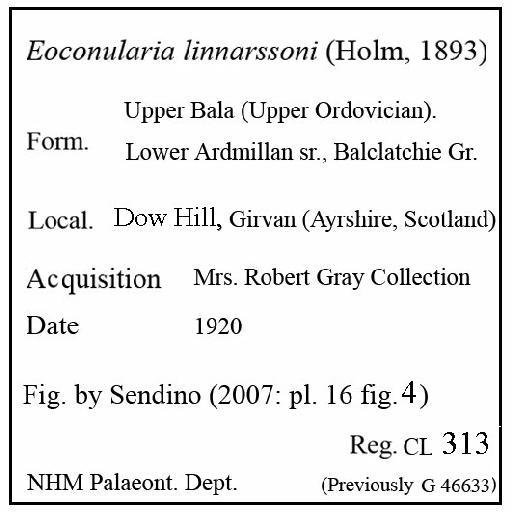 Eoconularia linnarssoni (Holm, 1893) - CL 313. Eoconularia linnarssoni (label)
