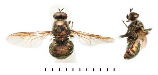 Clitellaria cuprea Walker, 1849 - NHMUK012805019 Clitellaria cuprea HT whole body dorsal and lateal