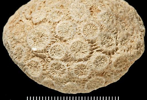 Montastraea canalis - Fossil Coral AZ3114