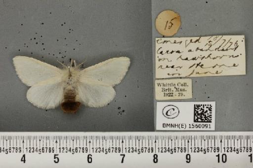 Euproctis chrysorrhoea (Linnaeus, 1758) - BMNHE_1560091_253106