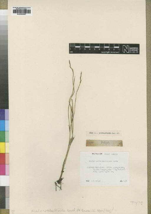 Ischyrolepis rottboellioides (Kunth) H.P.Linder - BM000922357