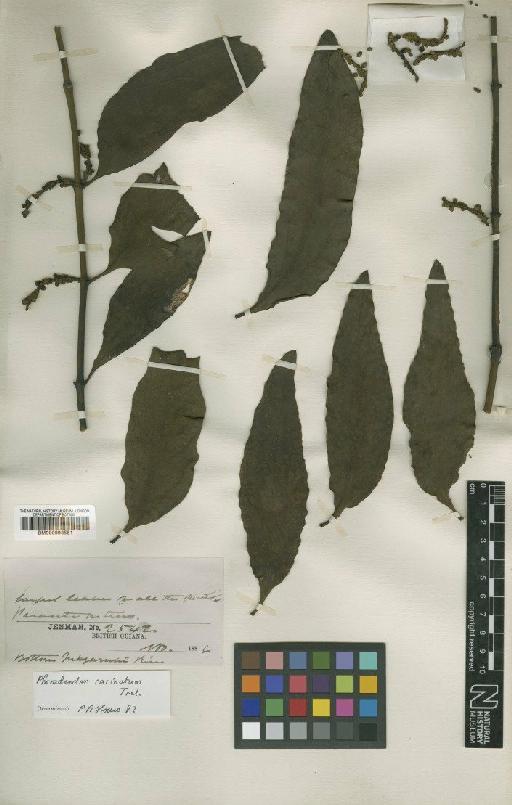 Phoradendron carinatum Trel. - BM000993551