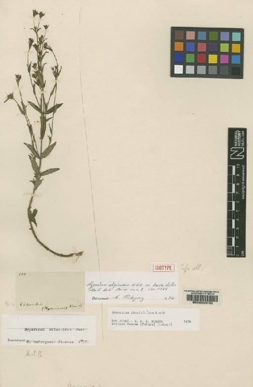 Hypericum thesiifolium Kunth - BM000624768