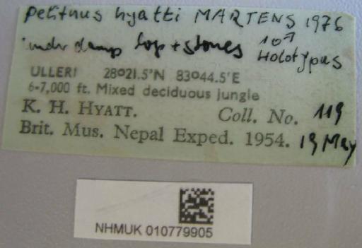 Pelitnus hyatti Martens, 1977 - 010779905 Pelitnus hyatti labels