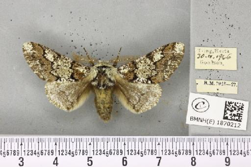 Biston strataria (Hufnagel, 1767) - BMNHE_1870212_460606