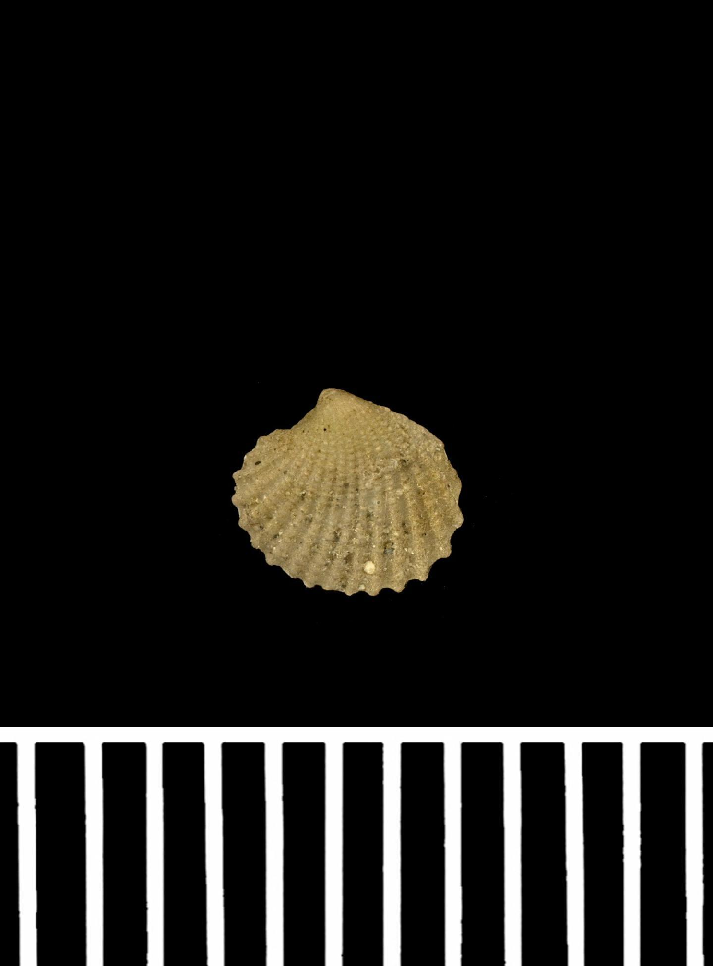 To NHMUK collection (Cardita thouarsii A.D.Orb. 1845; HOLOTYPE; NHMUK:ecatalogue:7098618)