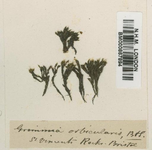 Grimmia orbicularis Bruch ex Wilson - BM000867894