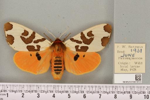 Arctia caja (Linnaeus, 1758) - NHMUK_010418100_530650