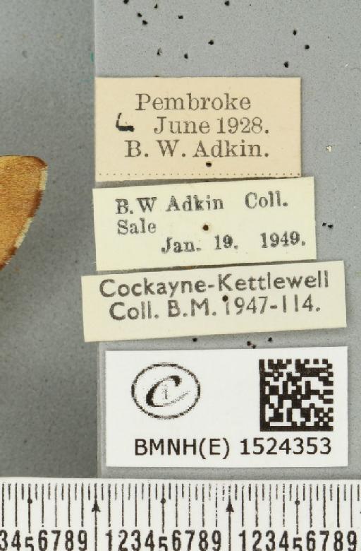 Malacosoma neustria ab. bicolor Sibille, 1927 - BMNHE_1524353_label_190676