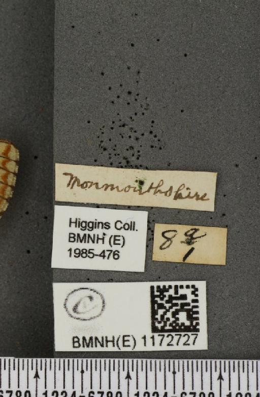 Euphydryas aurinia (Rottemburg, 1775) - BMNHE_1172727_label_53109