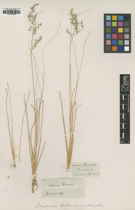 Calamagrostis tolucensis Kunth - BM000938570